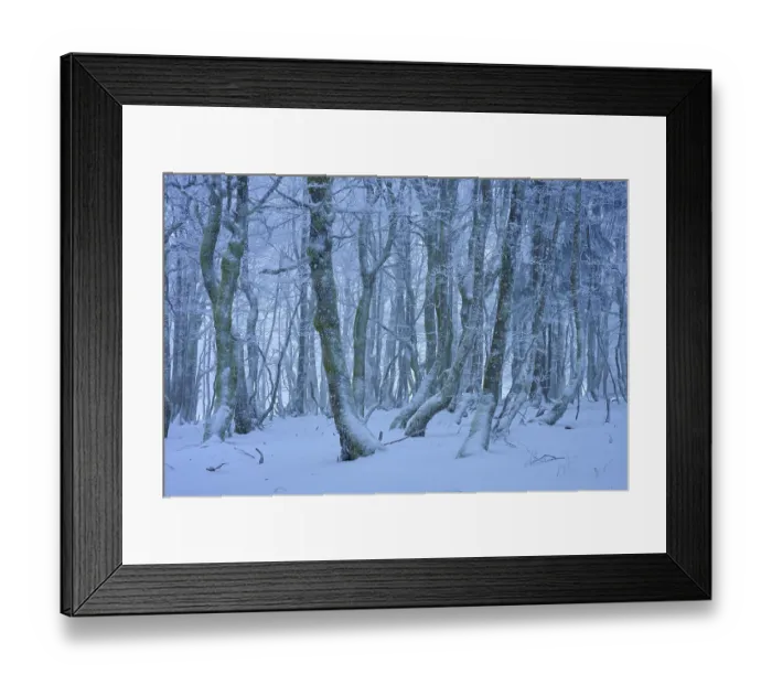 Framed Print : A frosty forest with snow-covered trees in a wintery and quiet landscape