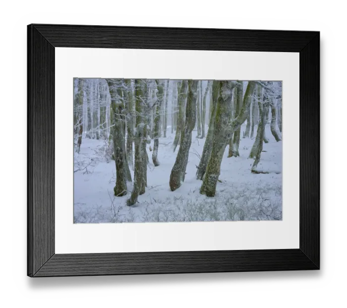 Framed Print : Snow-covered trees in the dense forest create a quiet Framed Print : Snow-covered trees in the dense forest create a quiet