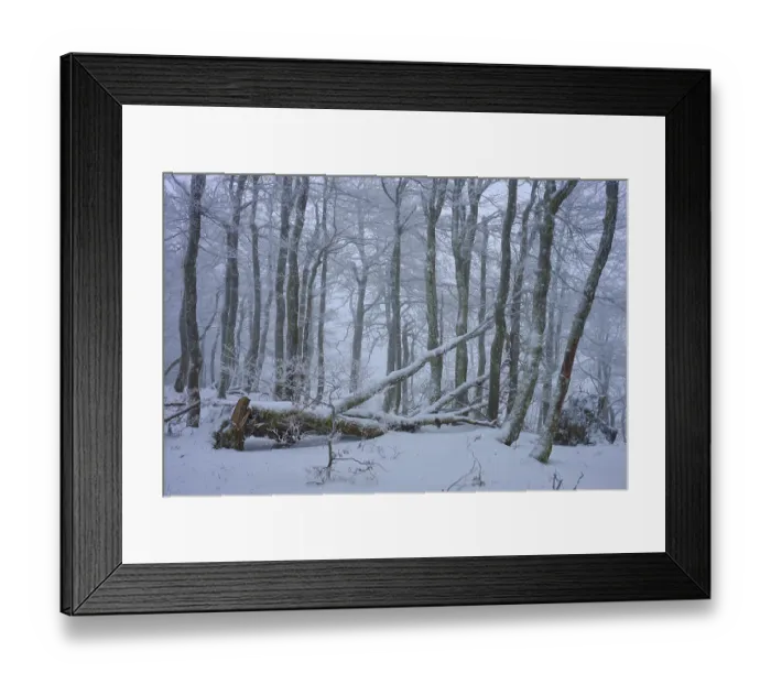 Framed Print : Snow-covered forest with fallen branches under a thick blanket of snow Framed Print : Snow-covered forest with fallen branches under a thick blanket of snow