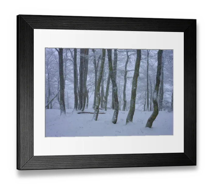 Framed Print : Snow-covered forest with slender trees in a foggy winter landscape Framed Print : Snow-covered forest with slender trees in a foggy winter landscape