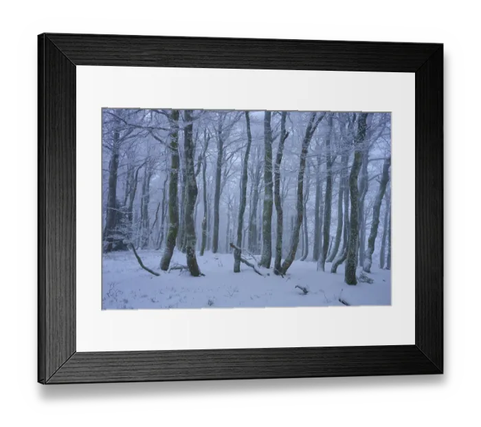 Framed Print : Snowy forest with frosty trees in a foggy Framed Print : Snowy forest with frosty trees in a foggy