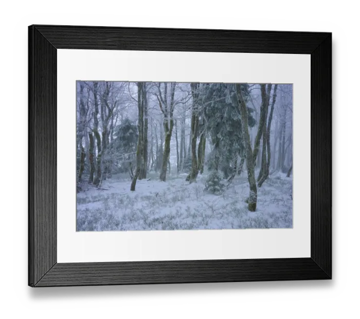 Framed Print : Snow-covered forest with conifers in a foggy winter scenery