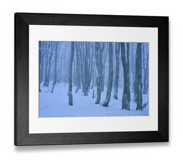 Framed Print : Dense bare trees in a snowy, foggy forest Framed Print : Dense bare trees in a snowy, foggy forest