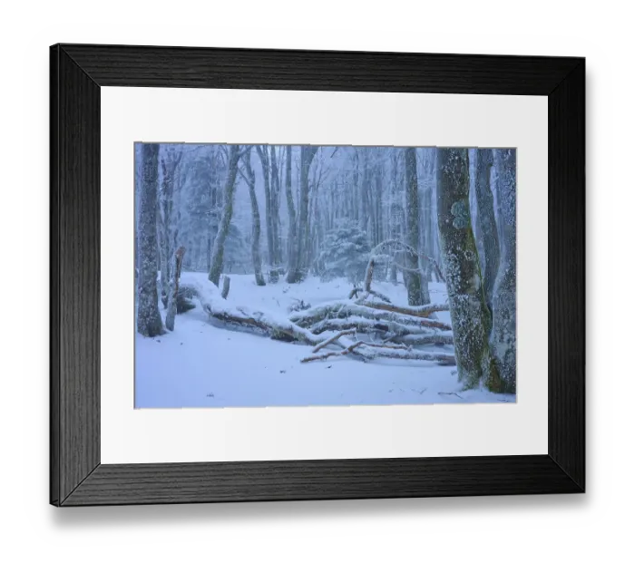 Framed Print : Snow-covered forest with fallen branches and heavy snowfall