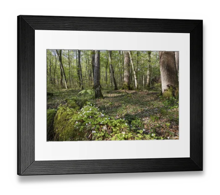 Framed Print : Mixed deciduous forest in spring with hornbeams and oaks Framed Print : Mixed deciduous forest in spring with hornbeams and oaks