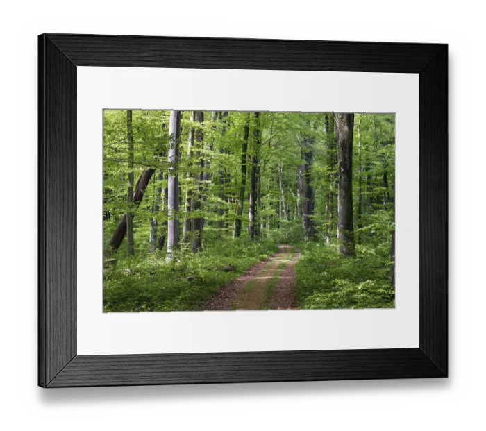 Framed Print : Mixed forest in spring, copper beech (Fagus sylvatica) Framed Print : Mixed forest in spring, copper beech (Fagus sylvatica)