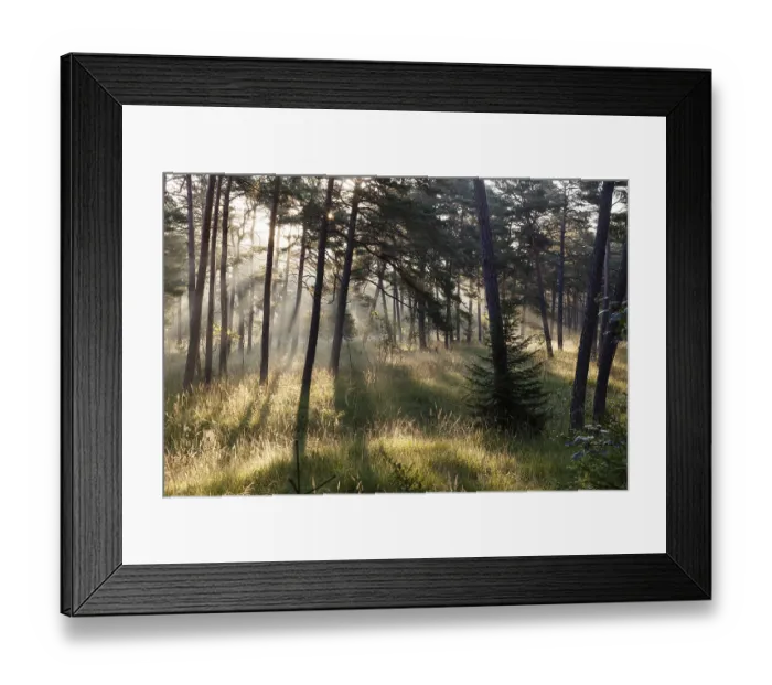 Framed Print : Morning atmosphere in a pine forest