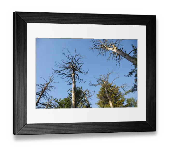 Framed Print : Forest dieback, pine forest, Scots pine (Pinus sylvestris)