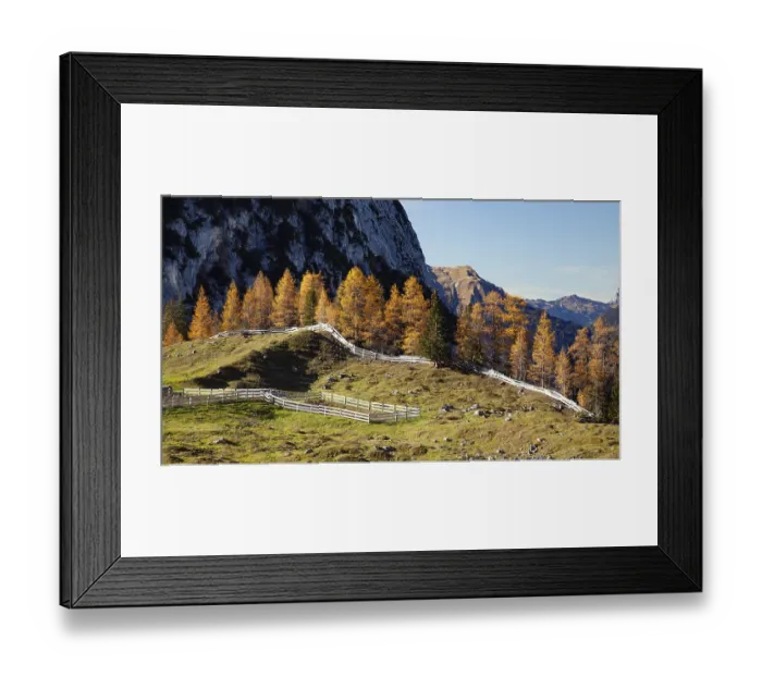 Framed Print : Larches (Larix decidua), on the way to Seebensee Framed Print : Larches (Larix decidua), on the way to Seebensee