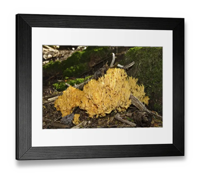 Framed Print : Mushroom, coral (Ramaria spec.) Framed Print : Mushroom, coral (Ramaria spec.)