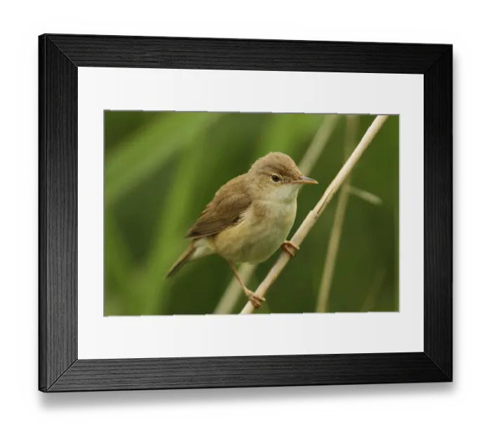 Framed Print : Reed Warbler, Acrocephalus scirpaceus