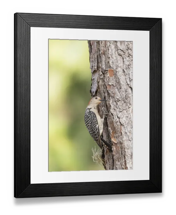 Framed Print : Pecking red bellied woodpecker Melanerpes carolinus on a pine tree