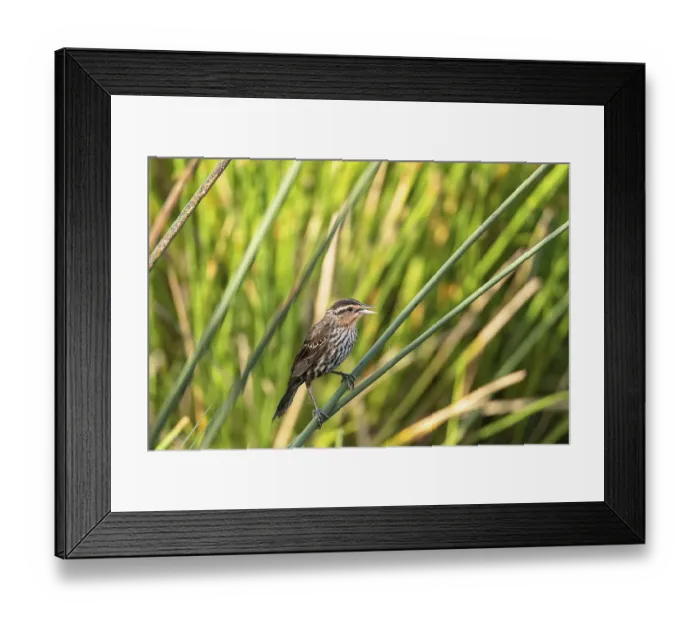 Framed Print : Female red winged blackbird Agelaius phoeniceus in the reeds of a marsh in Sarasota Framed Print : Female red winged blackbird Agelaius phoeniceus in the reeds of a marsh in Sarasota