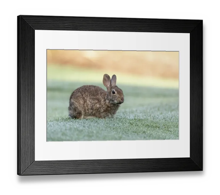 Framed Print : Marsh rabbit Sylvilagus palustris eats green grass in Fort Myers Framed Print : Marsh rabbit Sylvilagus palustris eats green grass in Fort Myers