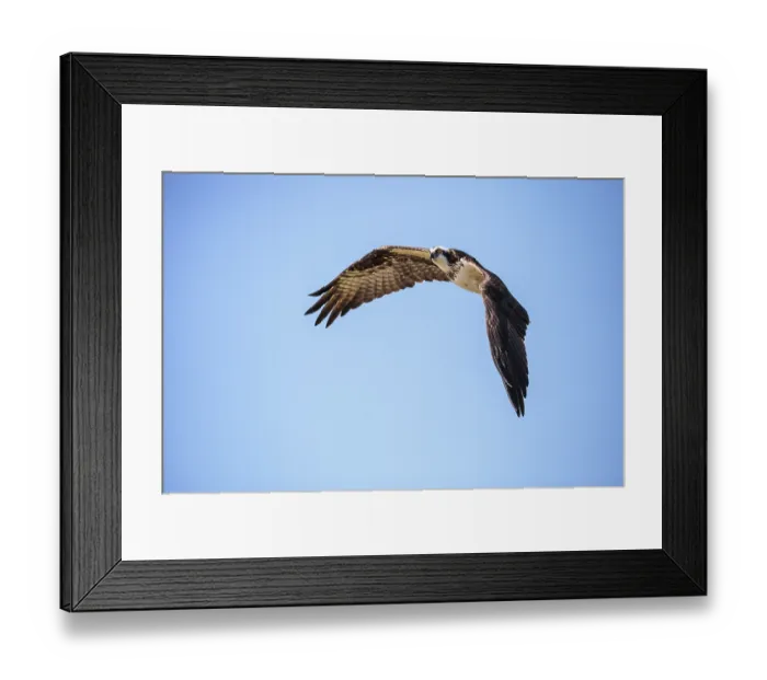 Framed Print : Flying osprey Pandion haliaetus on Marco Island