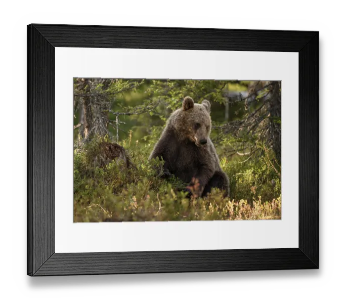 Framed Print : Brown bear (Ursus arctos) sitting peacefully in the forest in warm light