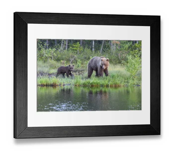 Framed Print : A brown bear (Ursus arctos) with young on a quiet lakeshore surrounded by lush vegetation at dusk Framed Print : A brown bear (Ursus arctos) with young on a quiet lakeshore surrounded by lush vegetation at dusk