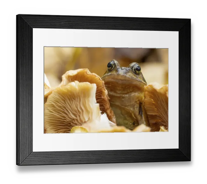 Framed Print : Common frog (Rana temporaria) adult amphibian in a garden on a fungi in autumn