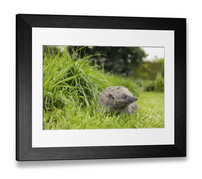 Framed Print : European hedgehog (Erinaceus europaeus) adult animal on a garden grass lawn next to a patch of long grass Framed Print : European hedgehog (Erinaceus europaeus) adult animal on a garden grass lawn next to a patch of long grass