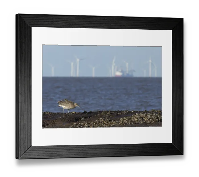 Framed Print : Eurasian curlew (Numenius arquata)