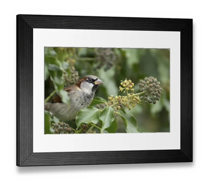 Framed Print : House sparrow (Passer domesticus) adult male bird in an Ivy tree