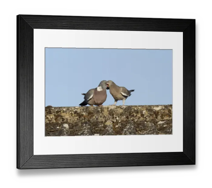 Framed Print : Wood pigeon (Columba palumbus) adult garden bird feeding a juvenile baby squab bird on a house roof in summer Framed Print : Wood pigeon (Columba palumbus) adult garden bird feeding a juvenile baby squab bird on a house roof in summer