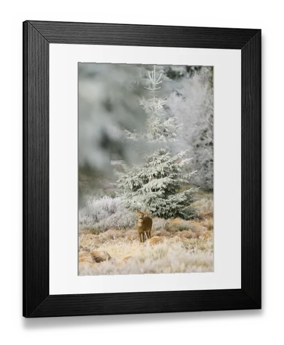 Framed Print : A roe deer stands in frosty nature surrounded by conifers and dull light