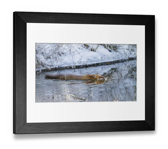 Framed Print : Red fox (Vulpes vulpes), swimming through river in winter
