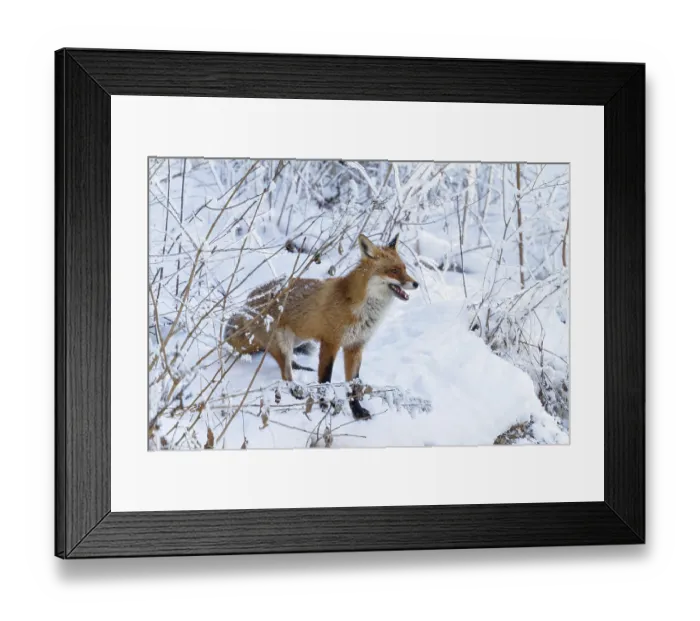 Framed Print : Red fox (Vulpes vulpes), in winter