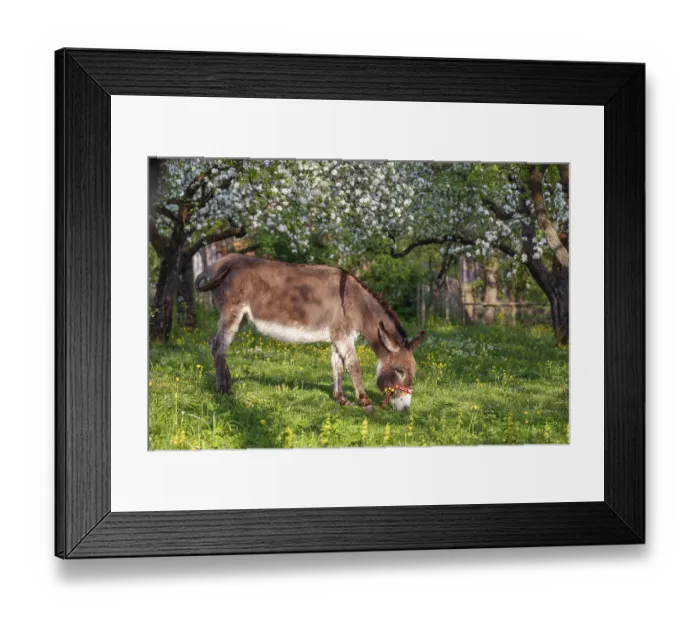 Framed Print : Donkey (Equus asinus), in orchard in Upper Bavaria with apple trees