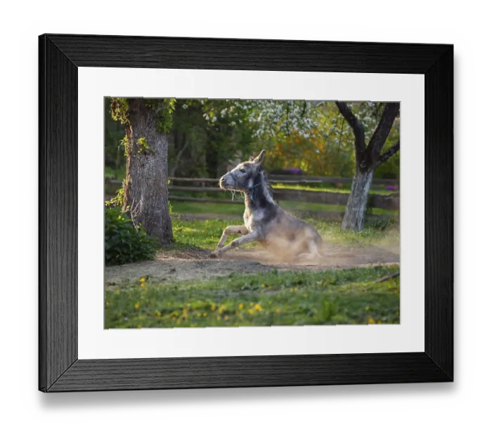 Framed Print : Donkey (Equus asinus), taking a dust bath