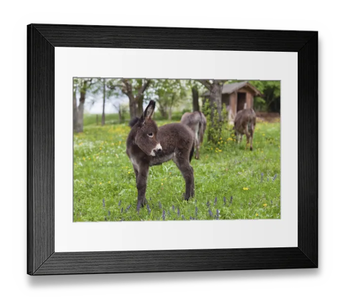 Framed Print : Donkey foal (Equus asinus), in orchard