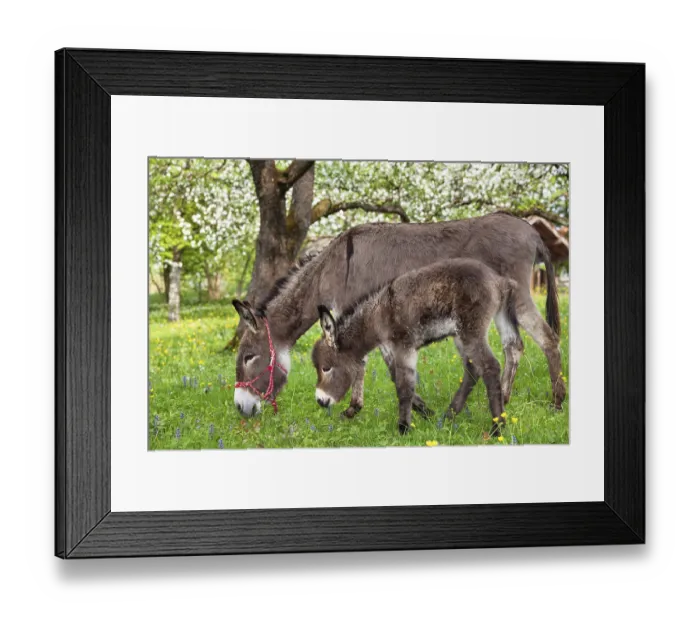 Framed Print : Donkey (Equus asinus), with foal in orchard