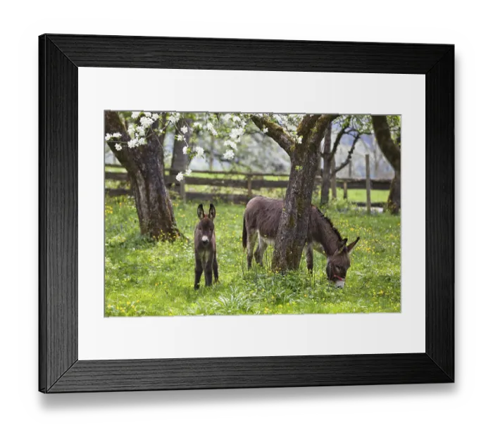 Framed Print : Donkey (Equus asinus), with foal in orchard