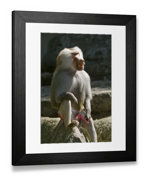 Framed Print : Mantled baboon (Papio hamadryas)