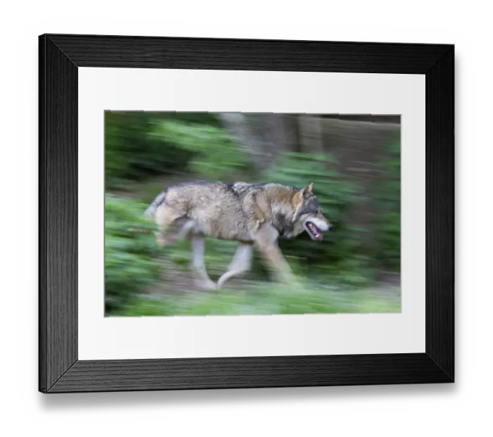 Framed Print : European gray wolf (Canis lupus)