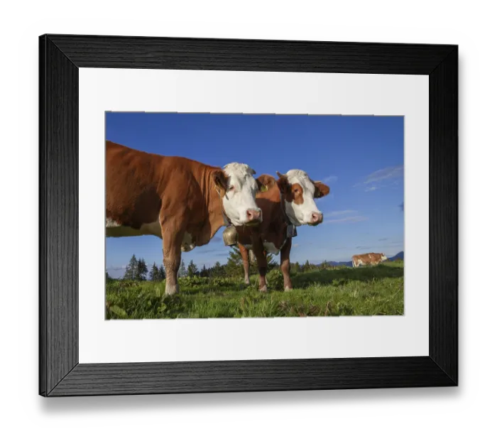 Framed Print : Cows on the Alm, Dairy Cows, Alps