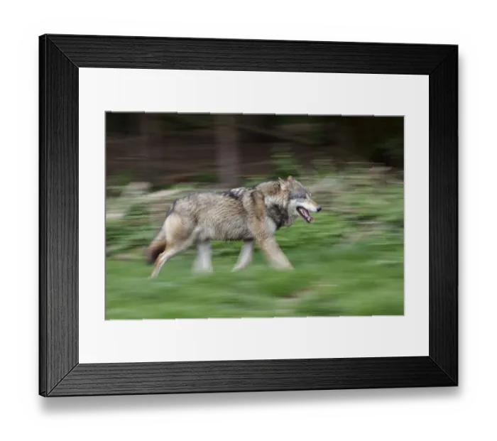 Framed Print : European (Canis lupus), wolf running