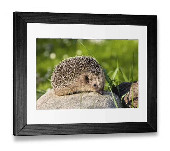 Framed Print : Hedgehog (Erinaceus europaeus) Framed Print : Hedgehog (Erinaceus europaeus)