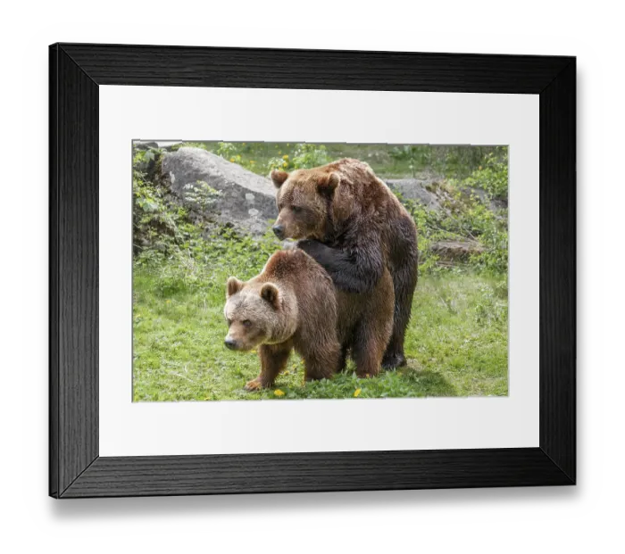 Framed Print : Brown bears (Ursus arctos), mating Framed Print : Brown bears (Ursus arctos), mating