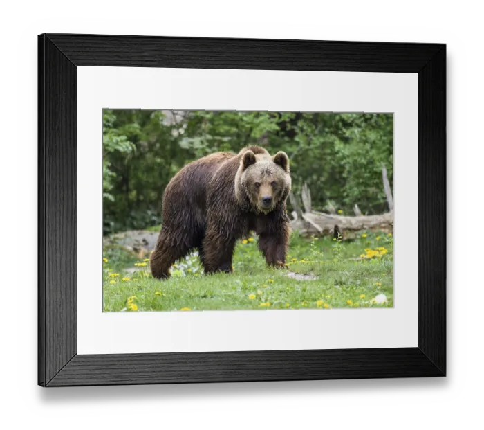 Framed Print : Brown bears, Ursus arctos, Europe, zoo, captive Framed Print : Brown bears, Ursus arctos, Europe, zoo, captive