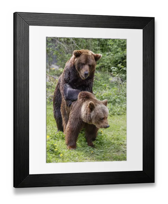 Framed Print : Brown bears (Ursus arctos), mating Framed Print : Brown bears (Ursus arctos), mating