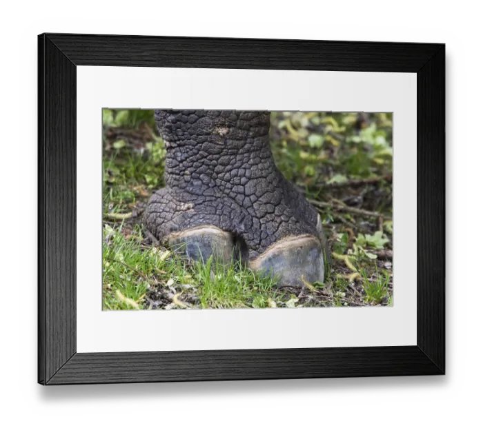 Framed Print : One-toed rhinoceros (Rhinoceros unicornis) Framed Print : One-toed rhinoceros (Rhinoceros unicornis)