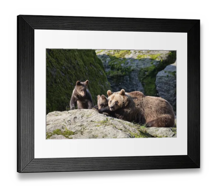 Framed Print : Brown bear (Ursus arctos), bear with cubs
