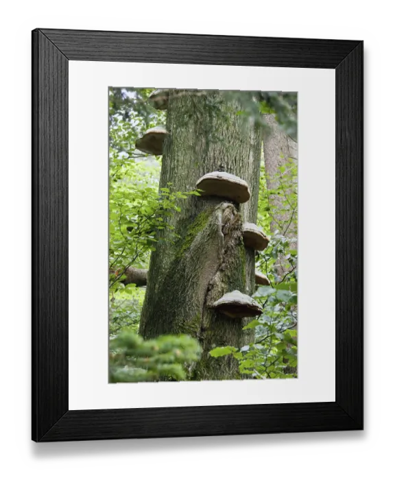 Framed Print : Tinder fungus (Fomes fomentarius) Framed Print : Tinder fungus (Fomes fomentarius)