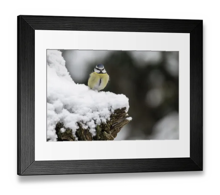 Framed Print : Blue tit (Parus caerulea), Emsland