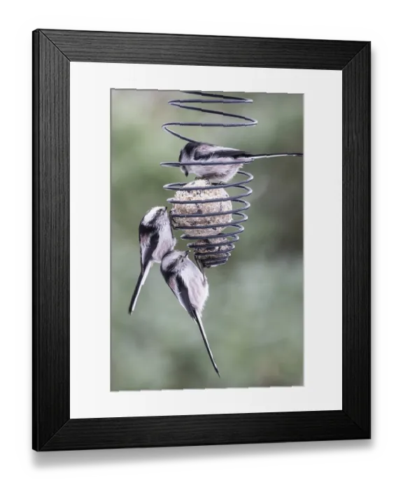 Framed Print : Long-tailed tits (Aegithalos caudatus) at the tit dumpling
