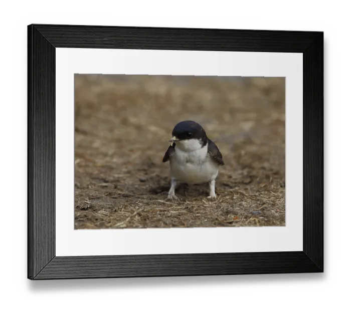 Framed Print : House swallow, Delichon urbicum