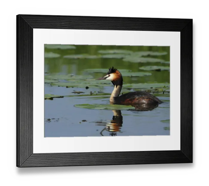 Framed Print : Haubentaucher, Podiceps cristatus