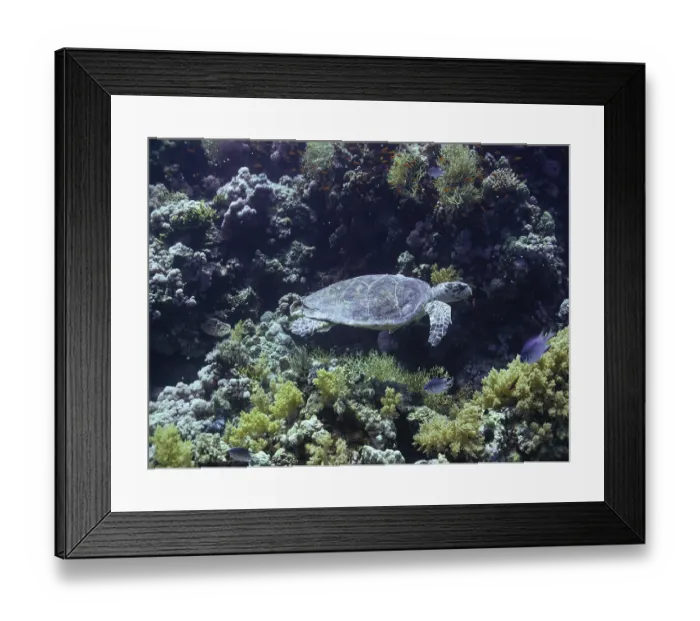 Framed Print : Hawksbill turtle swims among colorful coral reefs in the Red Sea